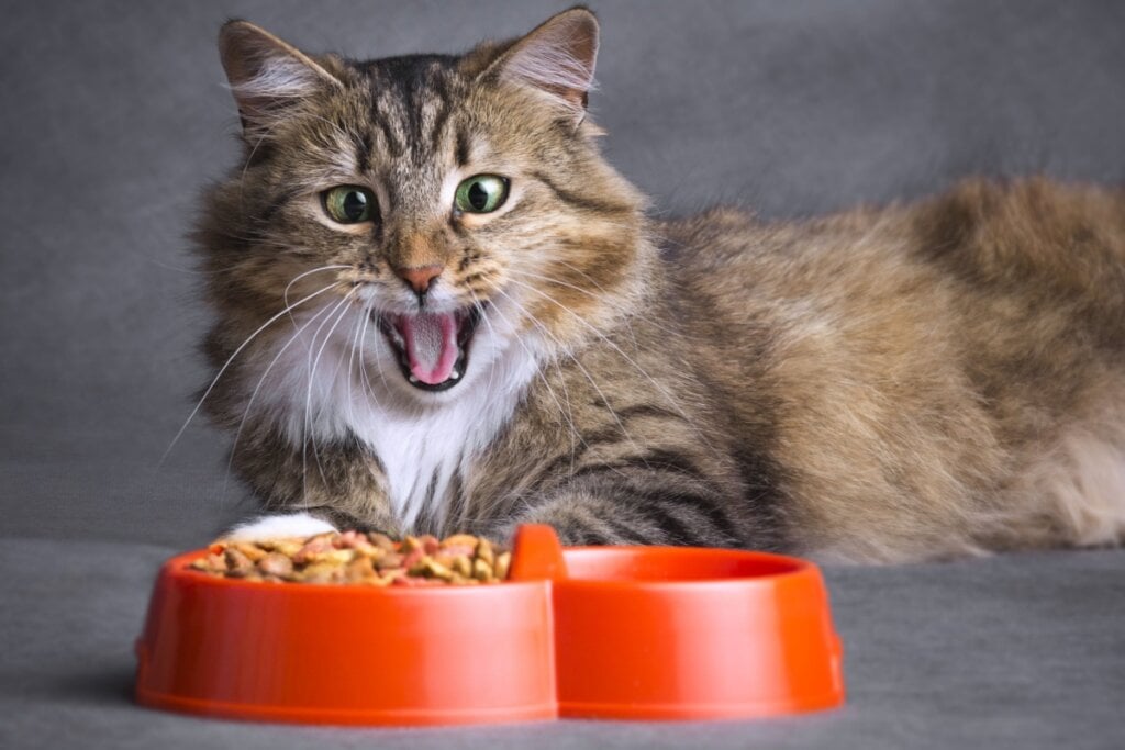 4 características do gato da raça siberiano 
