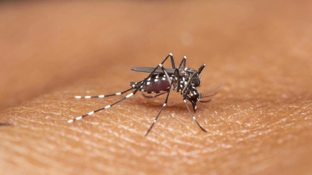 Aumento de casos de dengue preocupa Porto Alegre