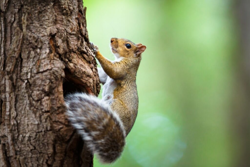7 curiosidades interessantes sobre os esquilos 