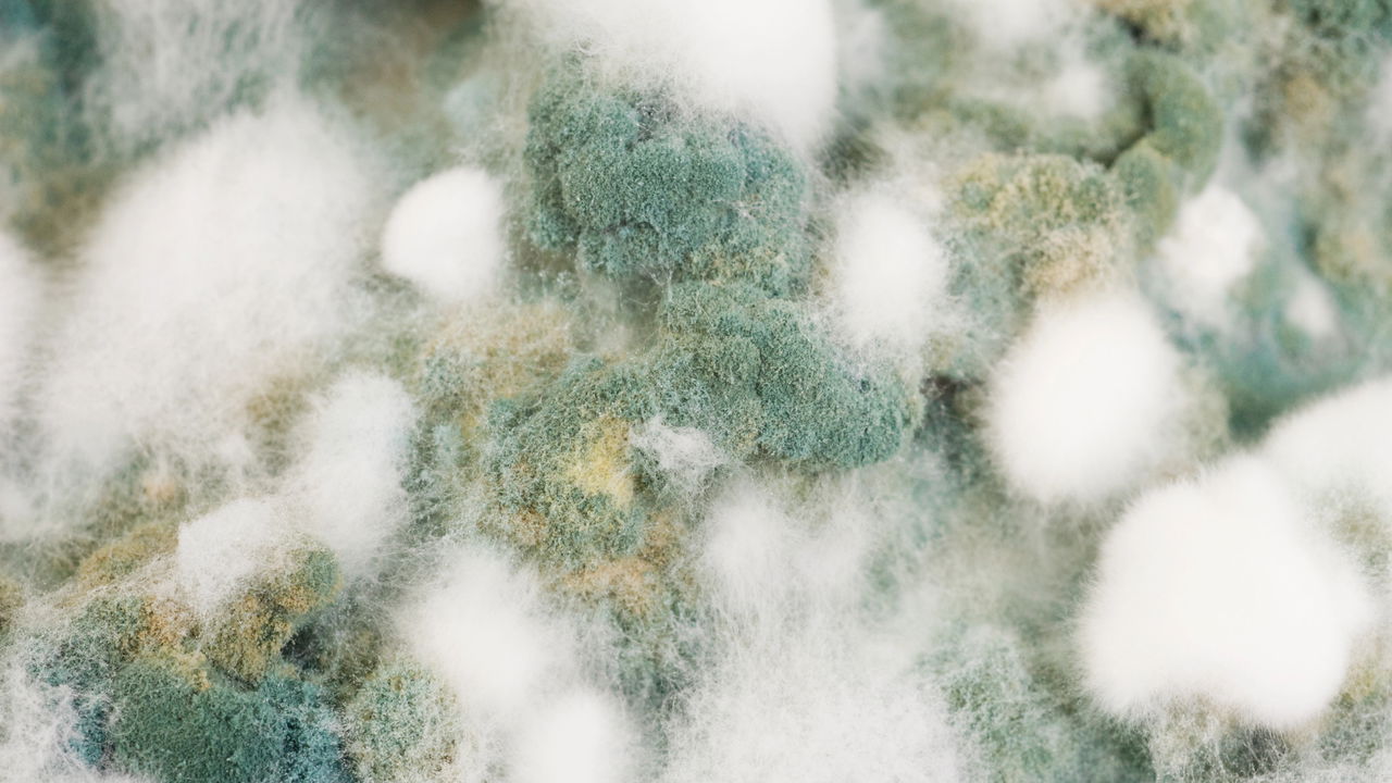 Os fungos já dominavam a Terra antes das plantas existirem