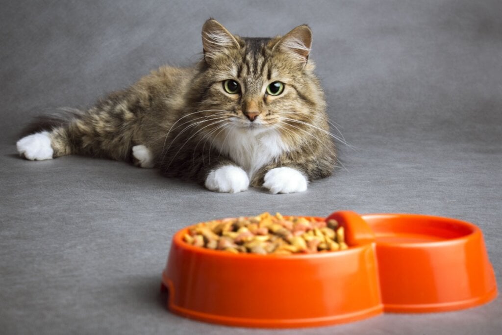 5 sinais de que é hora de mudar a alimentação do animal