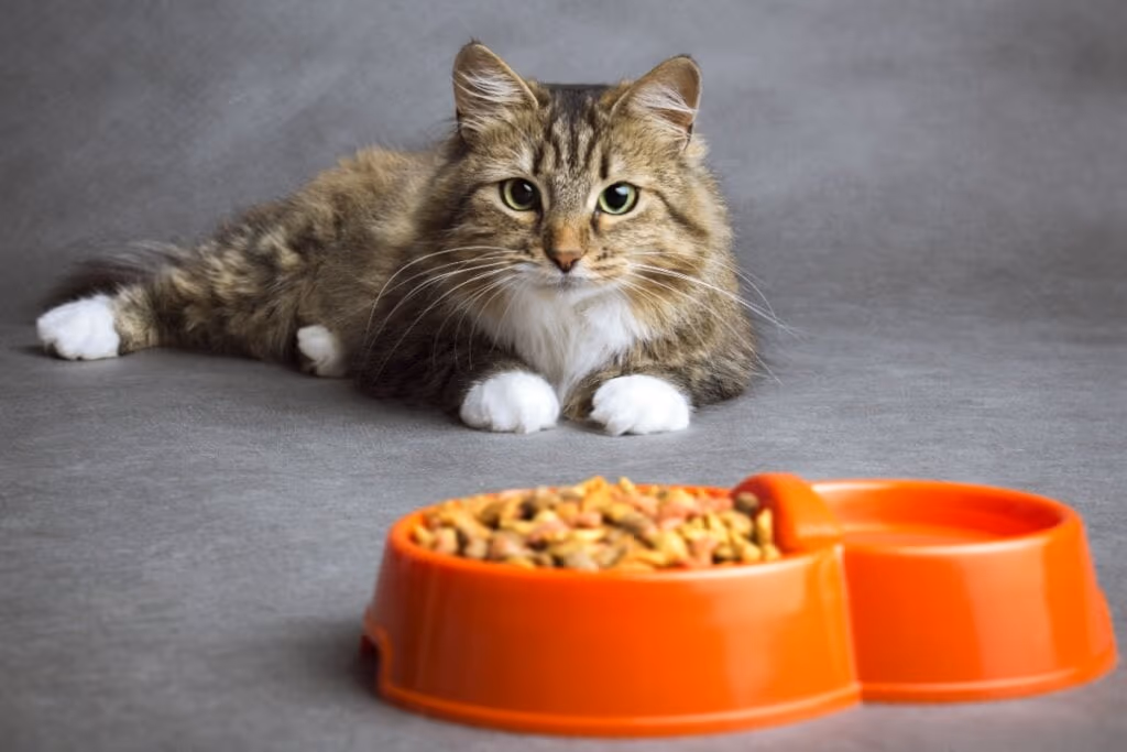 5 sinais de que é hora de mudar a alimentação do animal