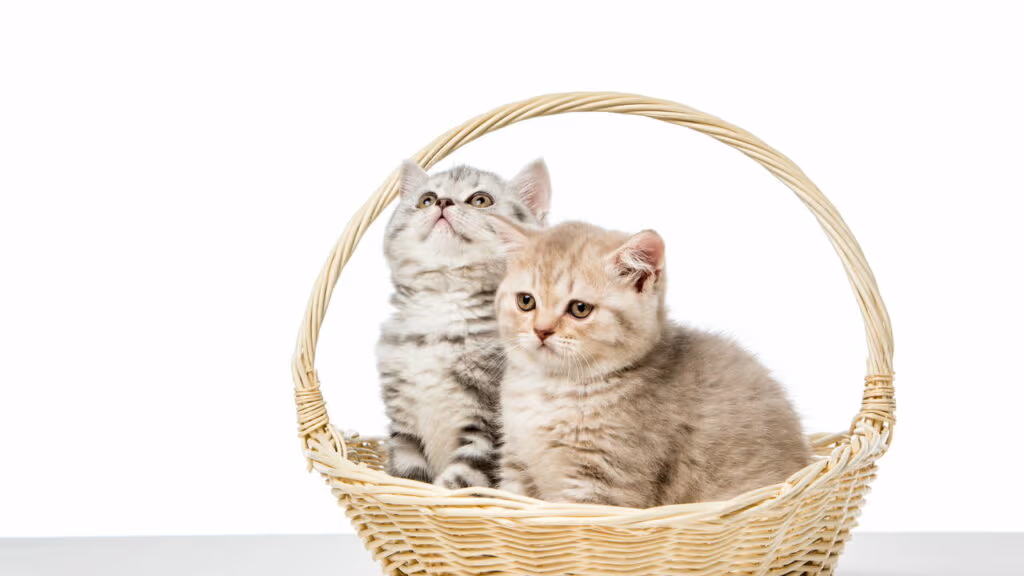 Como os gatos reconhecem seus donos pelo cheiro