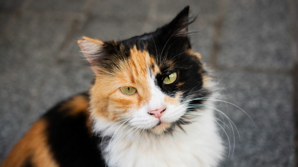 Como os gatos reconhecem seus donos pelo cheiro
