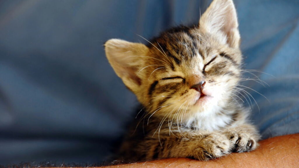 As características mais comuns de pessoas que amam gatos