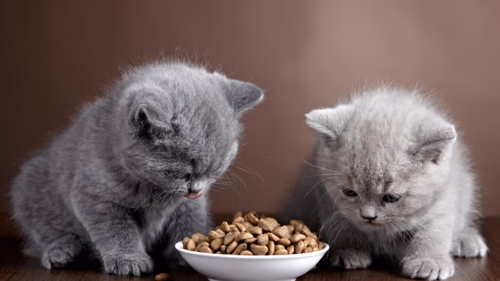 4 sinais que seu gato tem ciúme de você