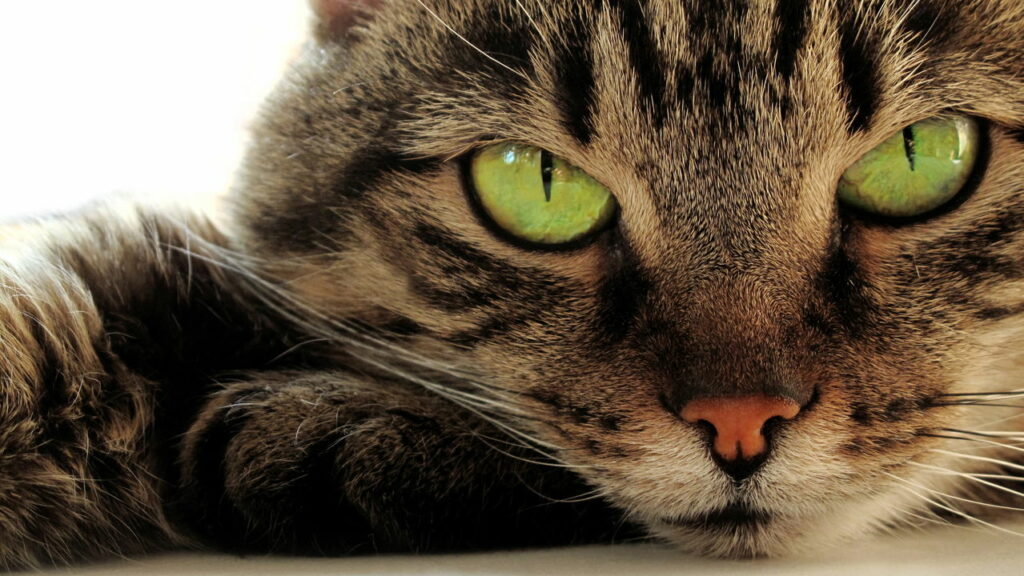 O que significa quando alguém não gosta de gatos, segundo a psicologia