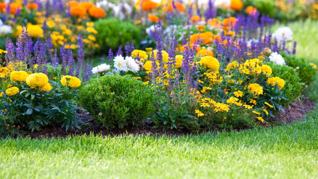 Evite erros comuns no jardim que podem custar a saúde das plantas