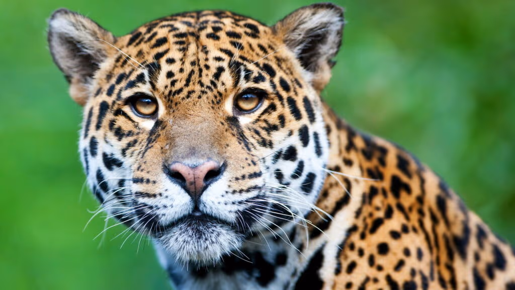 Morre Sansão, a onça-pintada mais velha em cativeiro