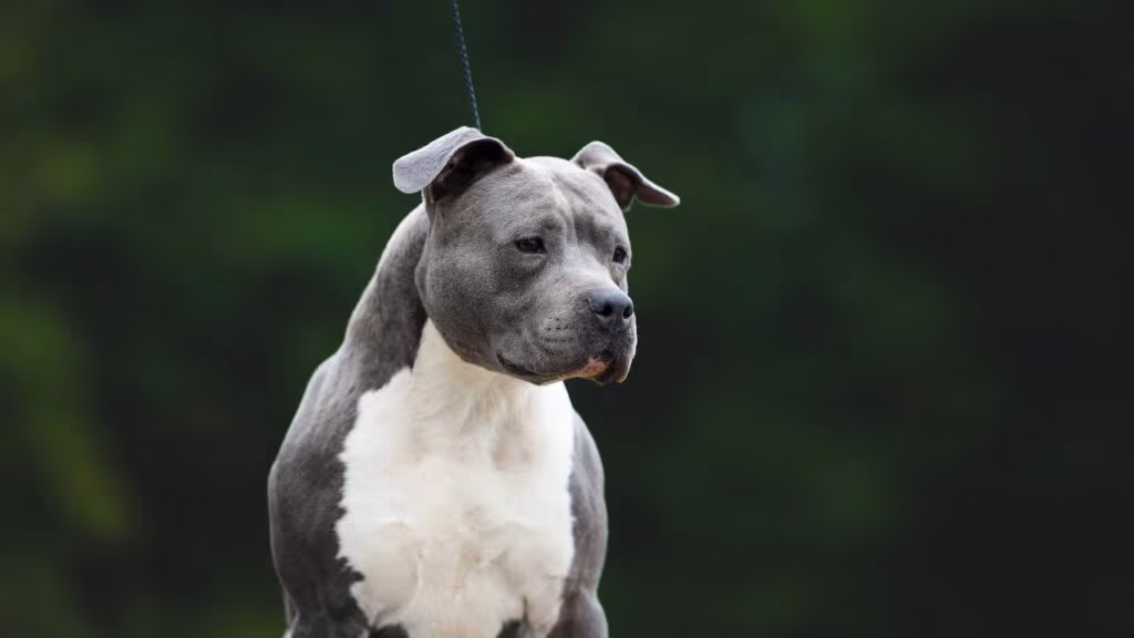 Ataque de pitbull mobiliza moradores em bairro de SP