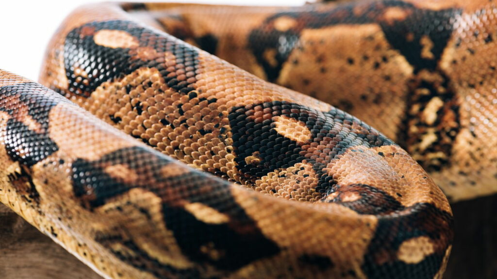 Governo oferece dinheiro para quem capturar mais cobras