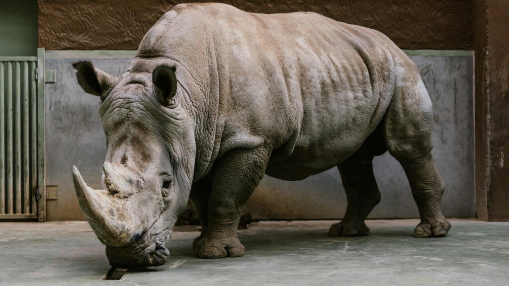 O rinoceronte que teve mais votos que políticos em SP