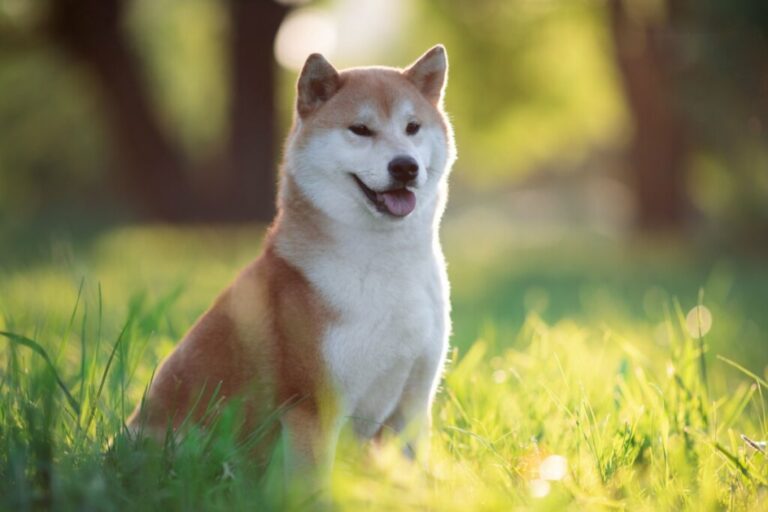 10 nomes para cachorros inspirados em personagens históricos