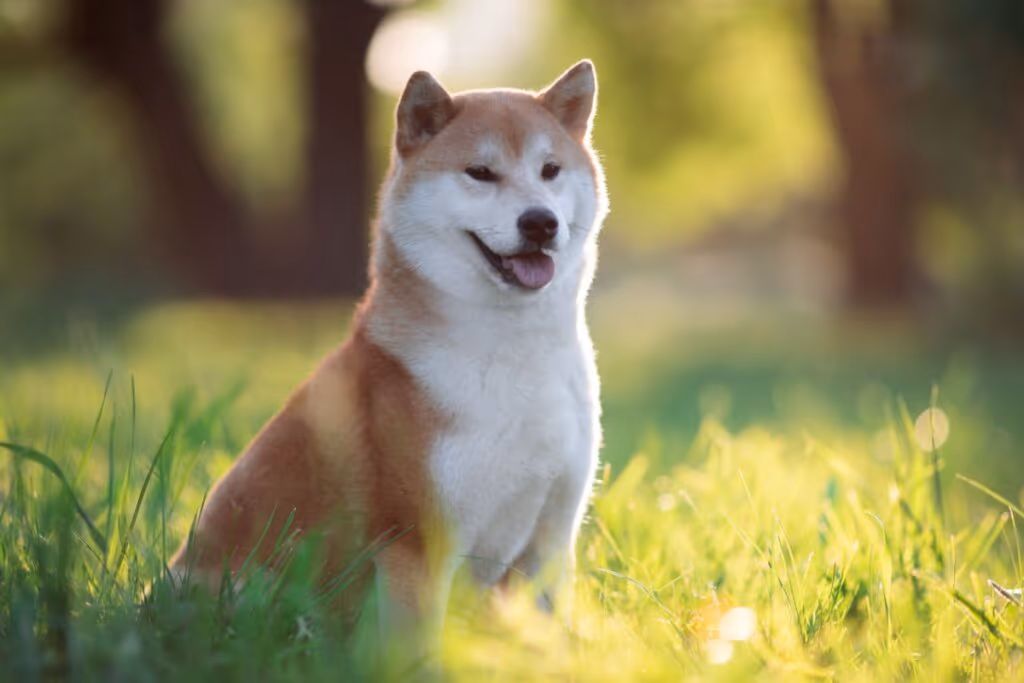10 nomes para cachorros inspirados em personagens históricos
