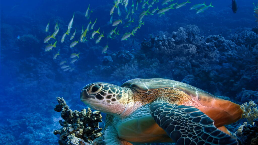 Mulher é atacada por tartarugas na Tanzânia