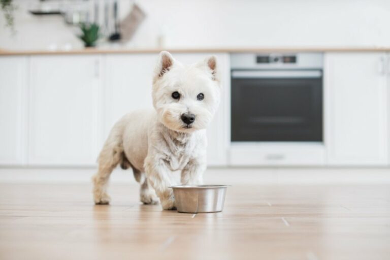 4 características do cachorro west highland white terrier