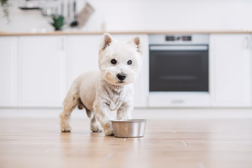 4 características do cachorro west highland white terrier