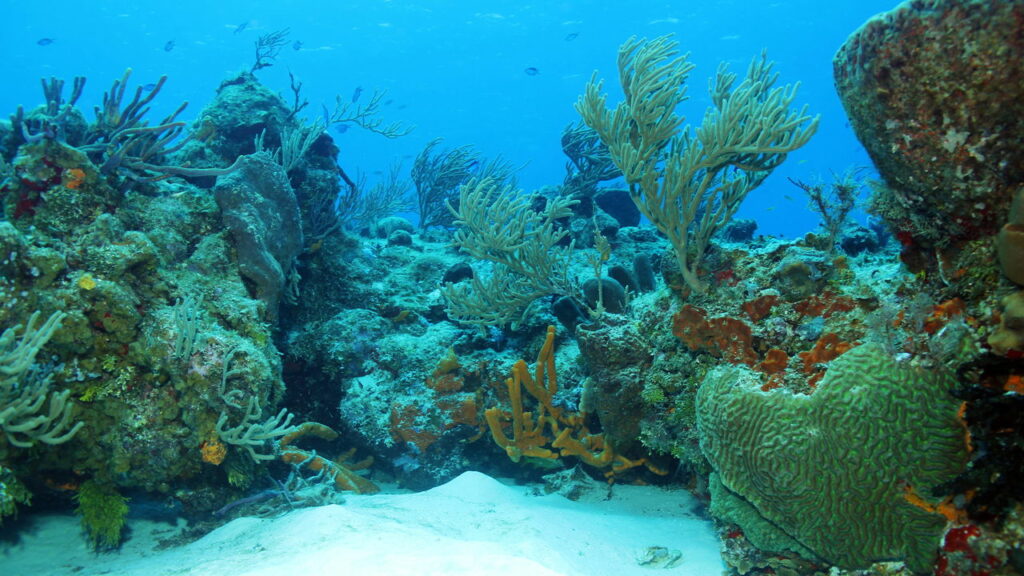 A pior anomalia dos oceanos em década assusta cientistas e liga alerta