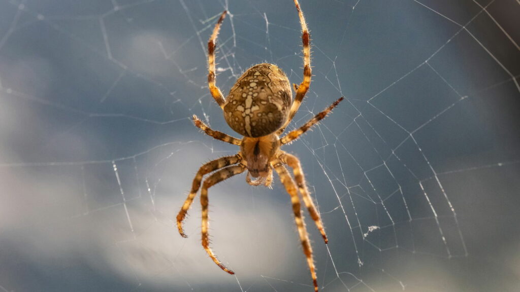 Como aranhas criam geometria perfeita sem régua nem compasso