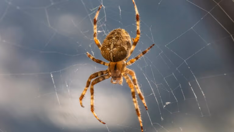 Alfândega encontra 1.500 aranhas em caixas de biscoitos