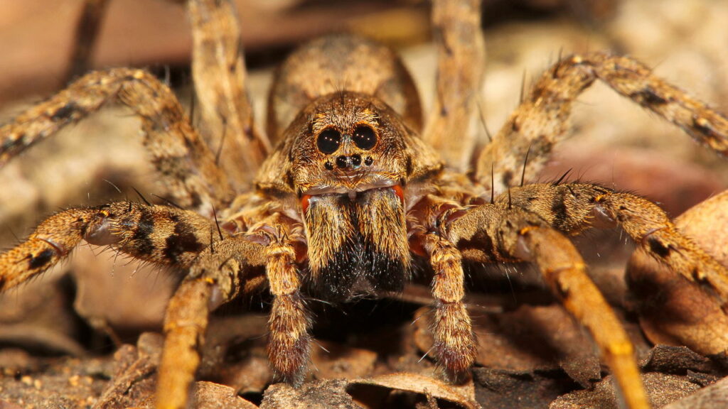 Aranhas estão aparecendo na sua casa? Saiba o que isso significa
