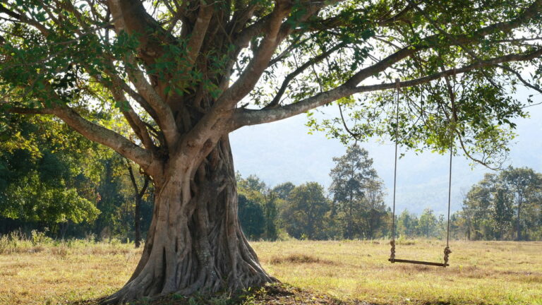 Imagem Item