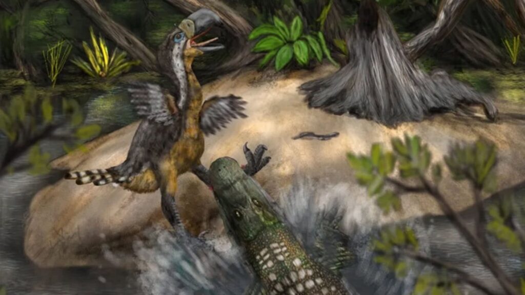 "Ave do Terror" era presa de jacarés gigantes há 12 milhões de anos