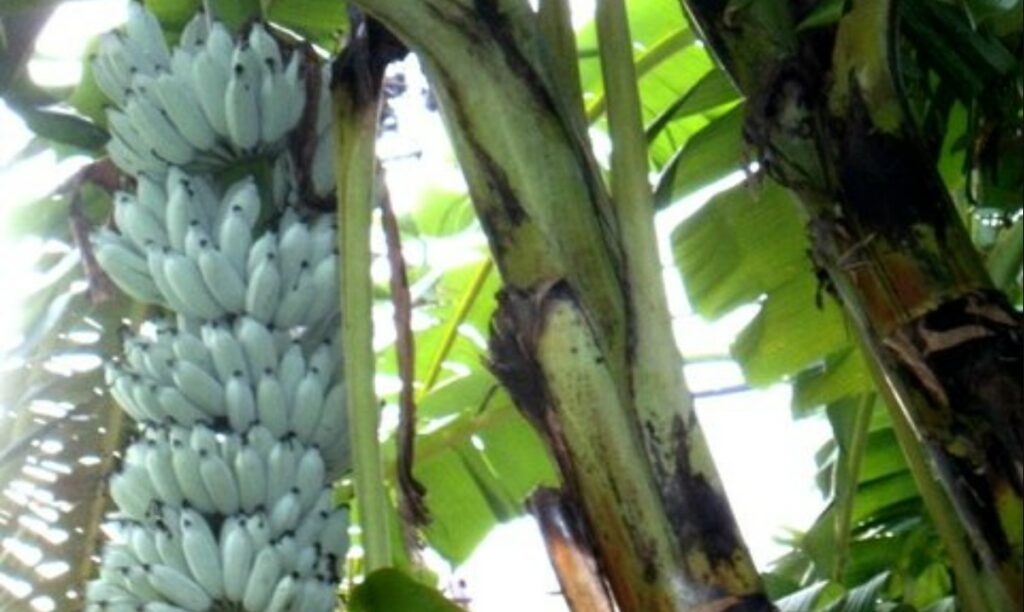 A banana que é azul, tem sabor de sorvete e parece de outro planeta