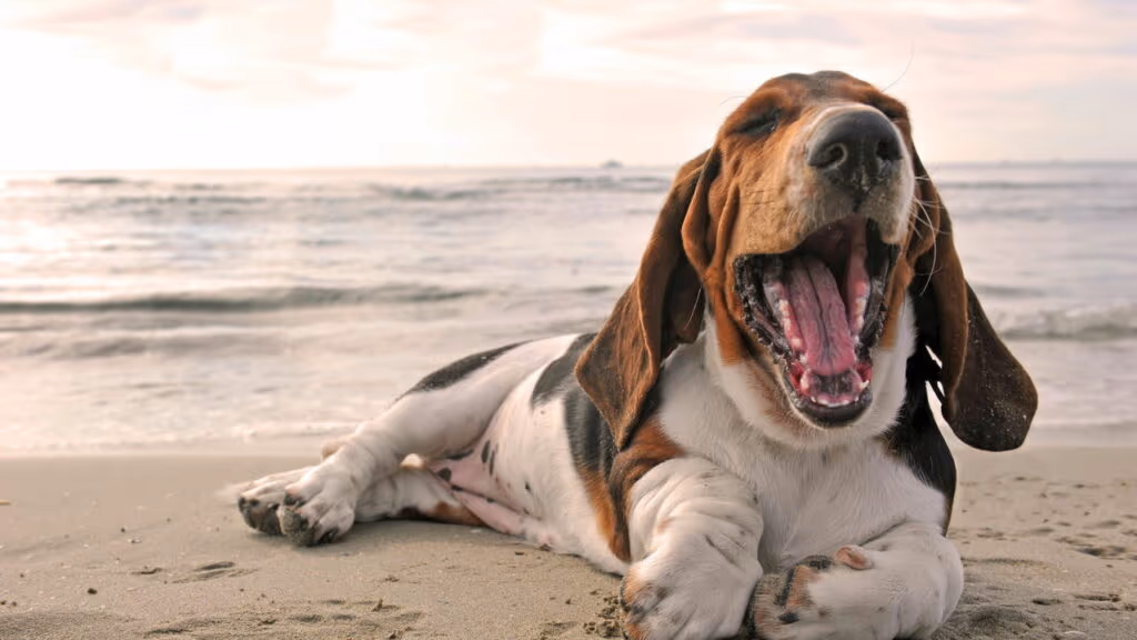 Essa raça de cão quase não late e pode ser perfeita pra você