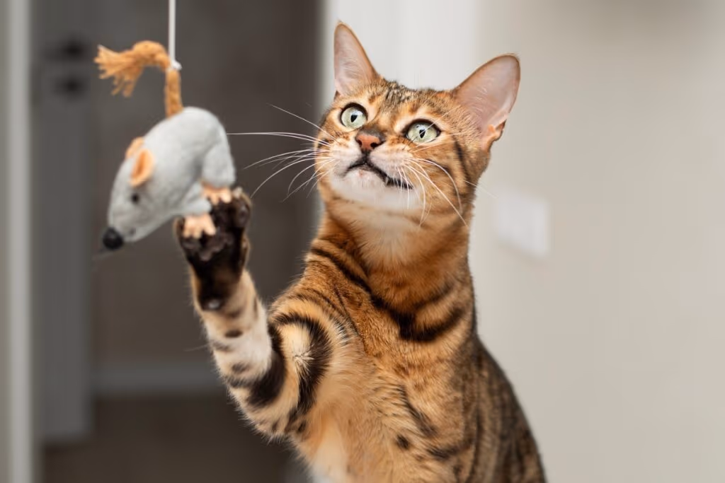 7 maneiras eficientes de chamar o gato 