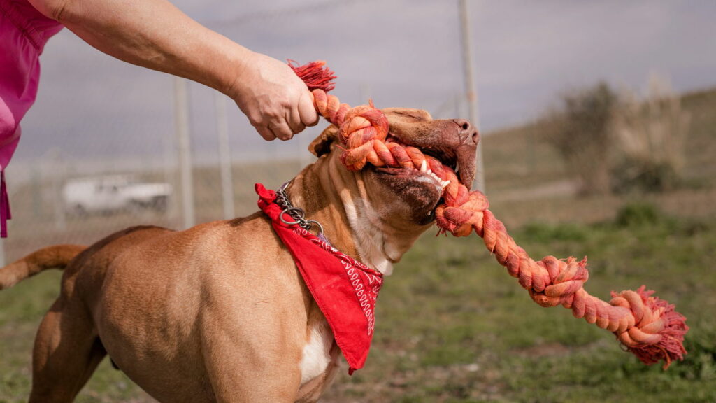 Cães da raça pitbull passam a ser proibidos por lei