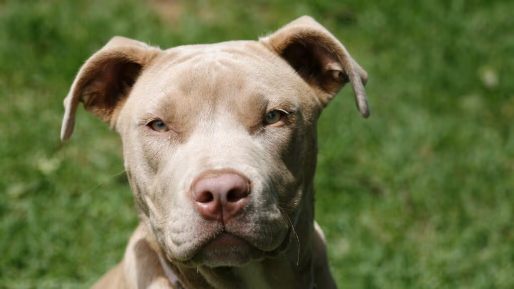 Cães da raça pitbull passam a ser proibidos por lei