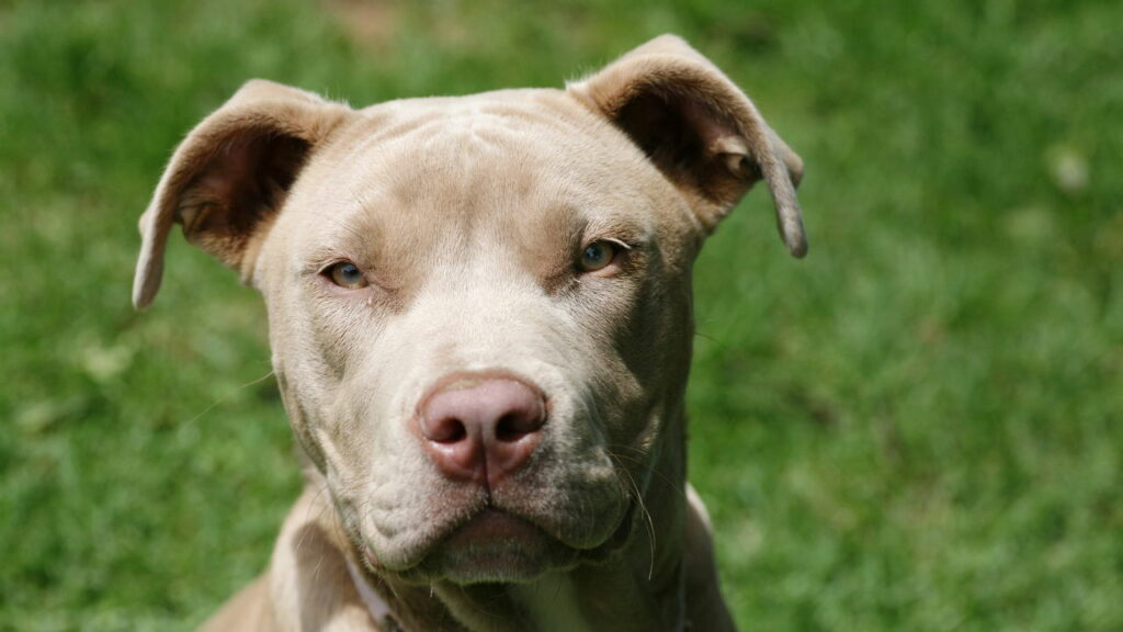 Cães da raça pitbull passam a ser proibidos por lei