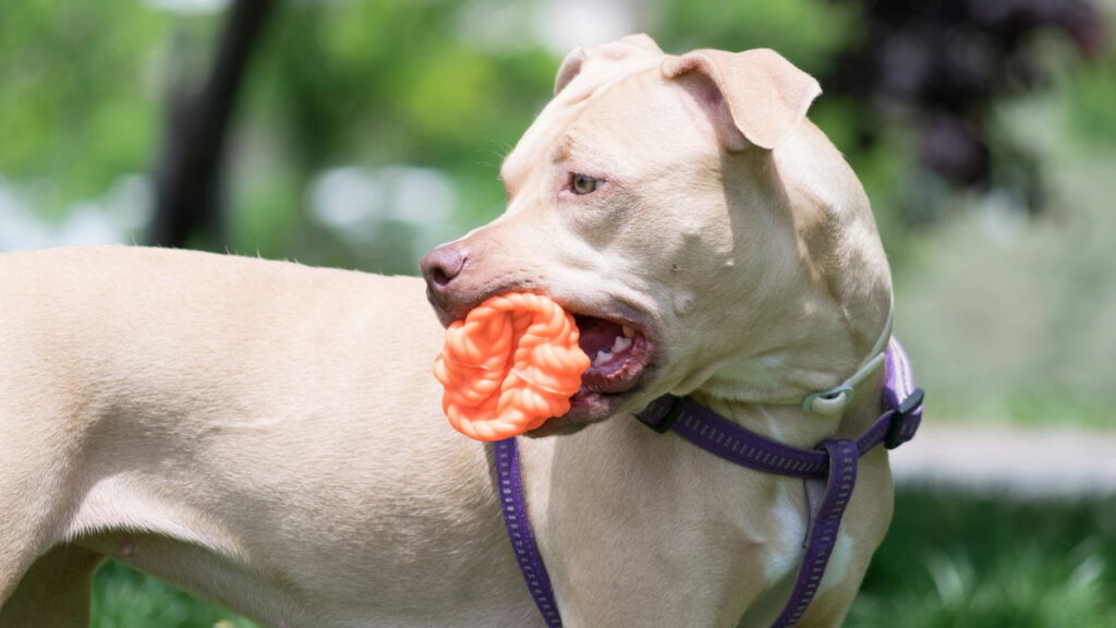 Cães da raça pitbull passam a ser proibidos por lei