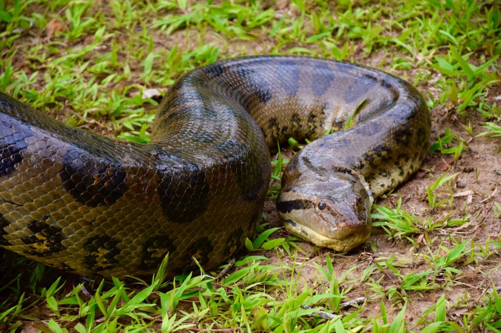 Sucuri-verde envolve completamente jacaré e garante a janta da noite