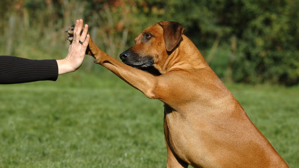Donos de cachorros podem ser obrigados a passar 3 horas por dia com seus pet