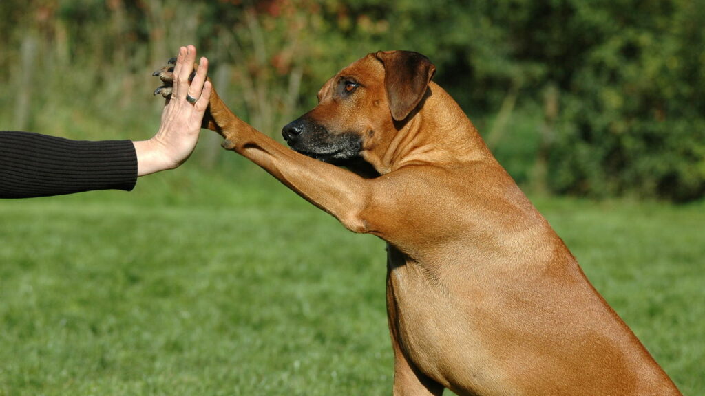Como entender de vez o que seu cachorro está pensando segundo especialistas