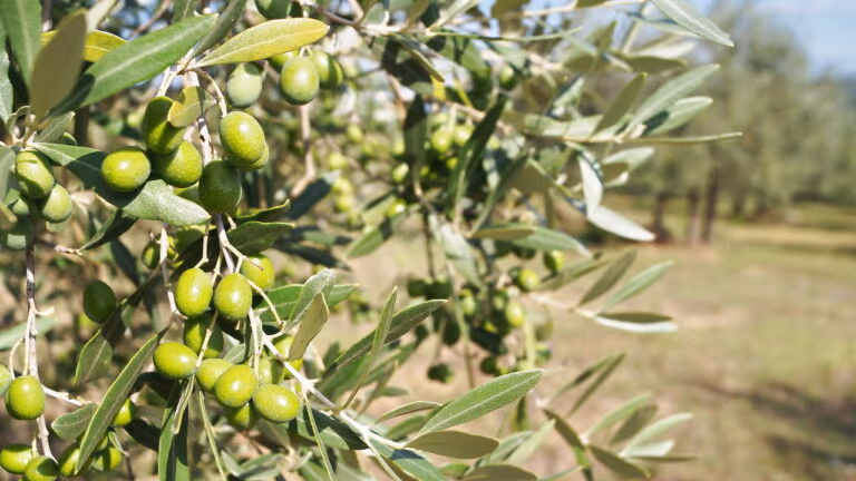Essa azeitona tem sabor de maracujá de forma natural
