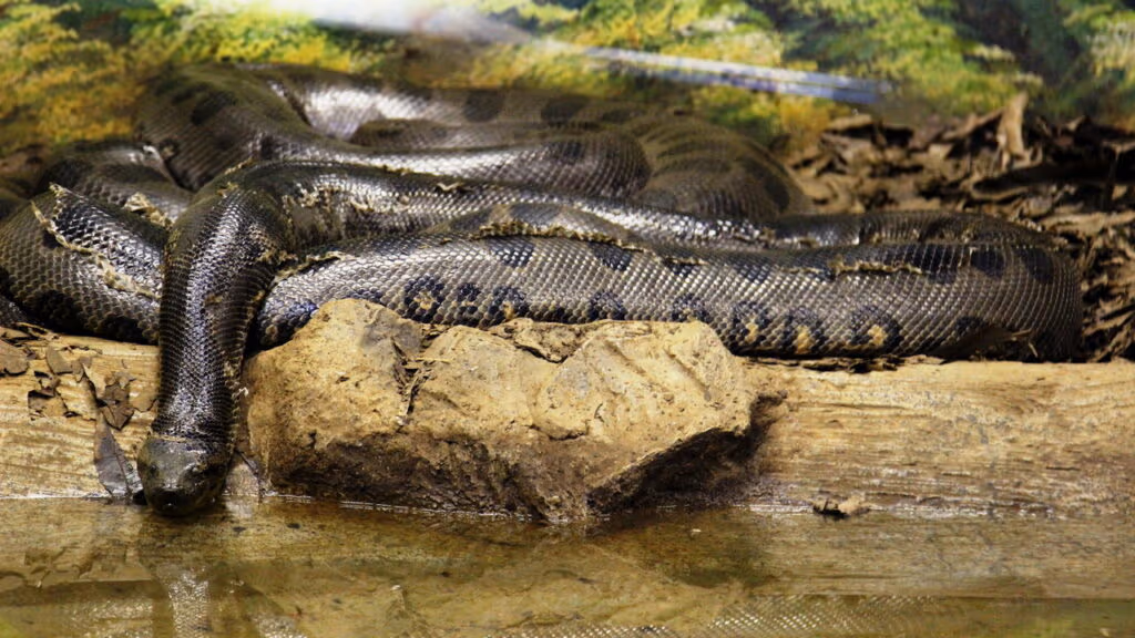 Essas cobras são capazes de comer um ser humano