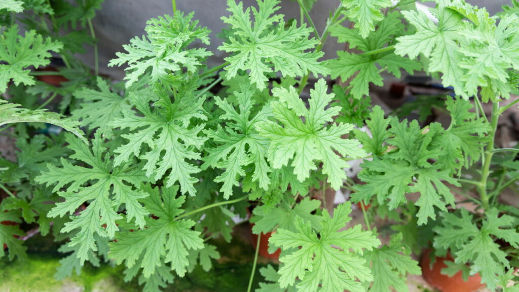 Use essas plantas e diga adeus aos mosquitos na sua casa