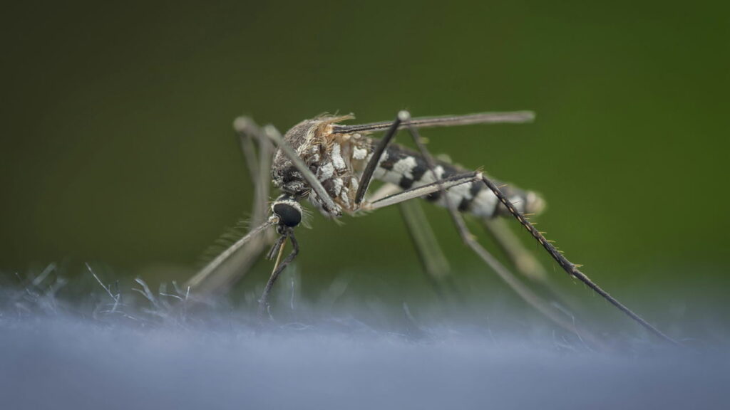 Insetos mais perigosos que podem estar dentro da sua casa e como identificar