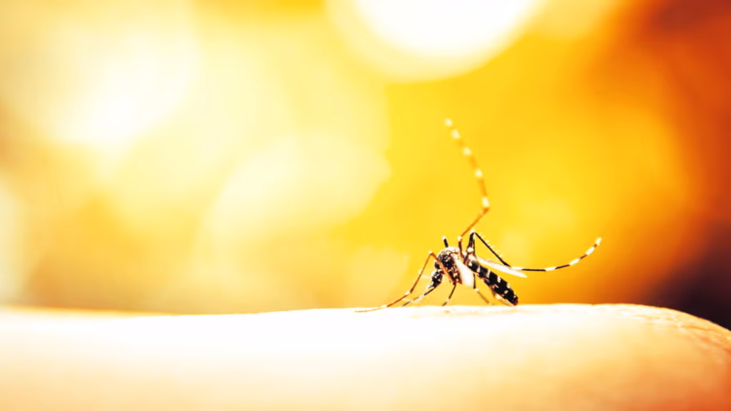 Estas plantas comuns expulsam mosquitos sem você gastar com veneno