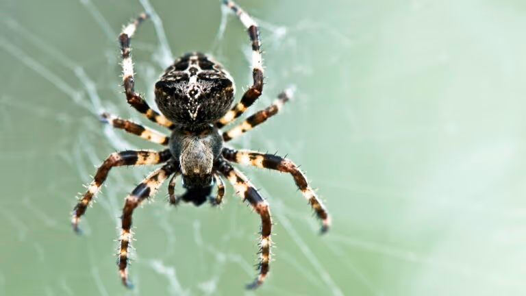 Fundo do mar é o lar de aranhas movidas a metano, revela pesquisa