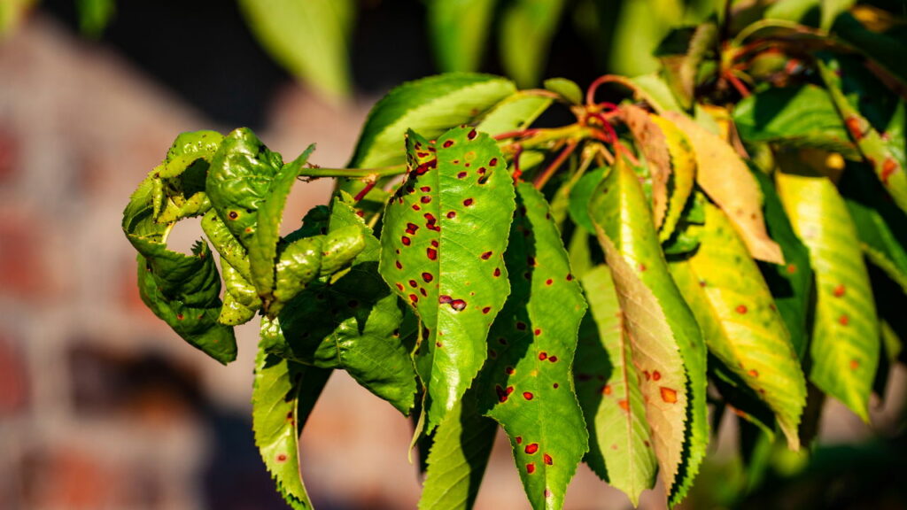 Cientistas descobrem forma de "cultivar" ouro em casa
