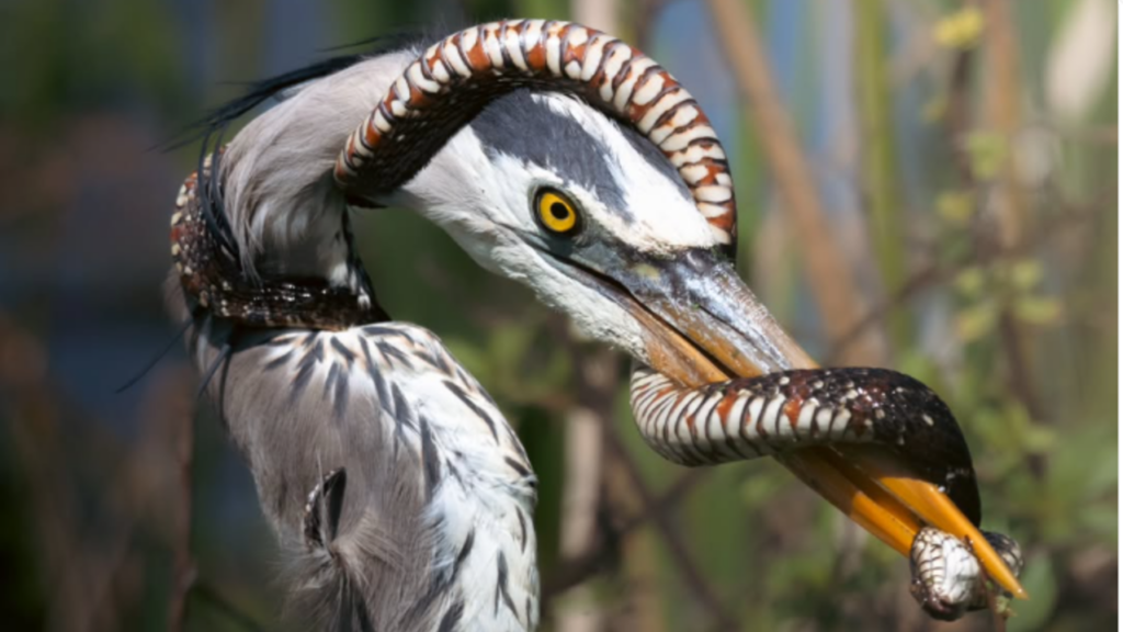 Garça vs. Cobra: Fotógrafo captura batalha épica