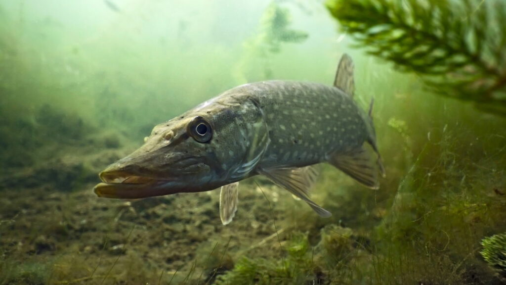 Garoto de 12 anos pesca lucio de 5kg e se assusta com o que estava no interior do peixe