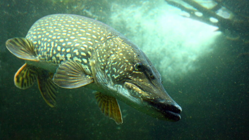 Garoto de 12 anos pesca lucio de 5kg e se assusta com o que estava no interior do peixe