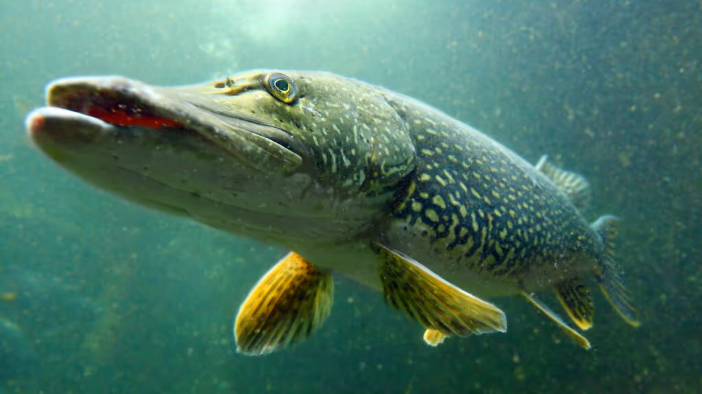 Garoto de 12 anos pesca lucio de 5kg e se assusta com o que estava no interior do peixe