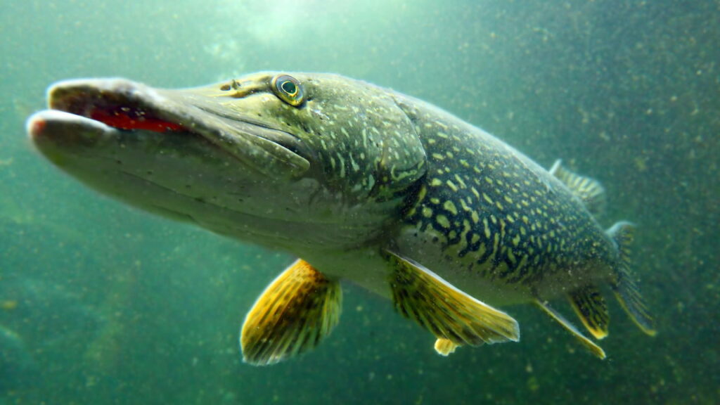 Garoto de 12 anos pesca lucio de 5kg e se assusta com o que estava no interior do peixe