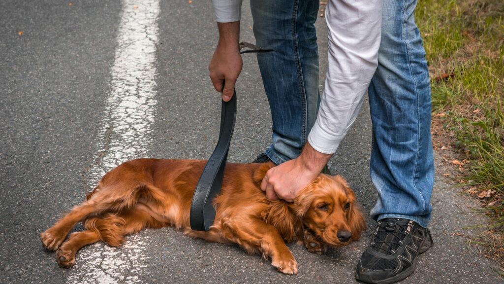 Inventou de bater no cachorro e acabou preso por maus tratos